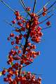 Kurika, Euonym&hellip;