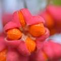 Kurika, Euonym&hellip;