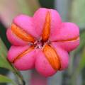 Kurika, Euonym&hellip;