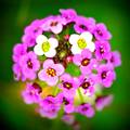 Lantana, Lanta&hellip;