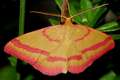 Rhodostrophia &hellip;