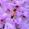Leptura rubra
