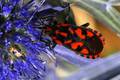 Lygaeus saxati&hellip;