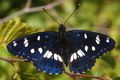 Plavi admiral,&hellip;