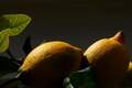 Limun, Citrus &hellip;