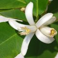 Limun, Citrus &hellip;