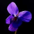 Ljubica, Viola&hellip;