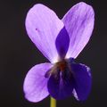 Ljubica, Viola&hellip;