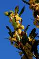 Lovor, Laurus &hellip;