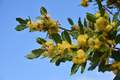 Lovor, Laurus &hellip;