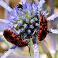 Lygaeus saxati&hellip;