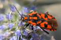 Lygaeus saxati&hellip;