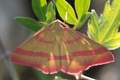 Rhodostrophia &hellip;