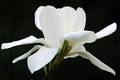 Magnolija Gres&hellip;