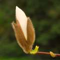 Magnolija Gres&hellip;