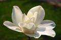 Magnolija Gres&hellip;