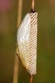 Malacosoma cas&hellip;