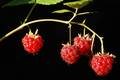 Malina, Rubus &hellip;