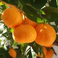 Mandarinka, Ci&hellip;