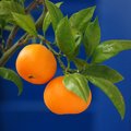 Mandarina, Cit&hellip;