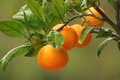 Mandarina, Cit&hellip;