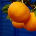 Mandarinka, Ci&hellip;