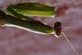 Mantis religio&hellip;