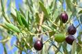 Maslina, Olea &hellip;