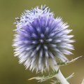Modra sikavica&hellip;