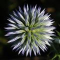 Modra sikavica&hellip;