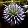 Modra sikavica&hellip;