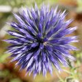 Modra sikavica&hellip;