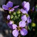 Morguša, Cakil&hellip;