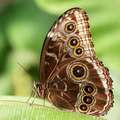 Morpho peleide&hellip;