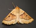 Crocallis elin&hellip;