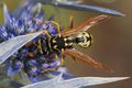 Osa, Vespula v&hellip;