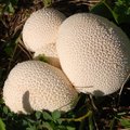 Okrugla puhara&hellip;