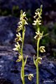 Ophrys liburni&hellip;