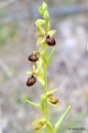 Ophrys tommasi&hellip;