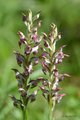 Orchis corioph&hellip;