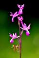 Orchis laxiflo&hellip;