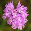 Kaćun, Orchis &hellip;