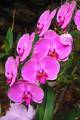 Orhideja, Phal&hellip;