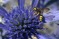 Osa, Vespula v&hellip;