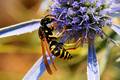 Osa, Vespula v&hellip;