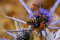 Osa, Vespula v&hellip;
