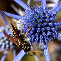 Osa, Vespula v&hellip;