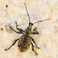 Othiorrhincus &hellip;