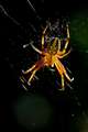 Araneus marmor&hellip;