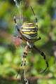 Pauk-zebra, Ar&hellip;